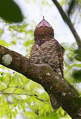 Great Potoo